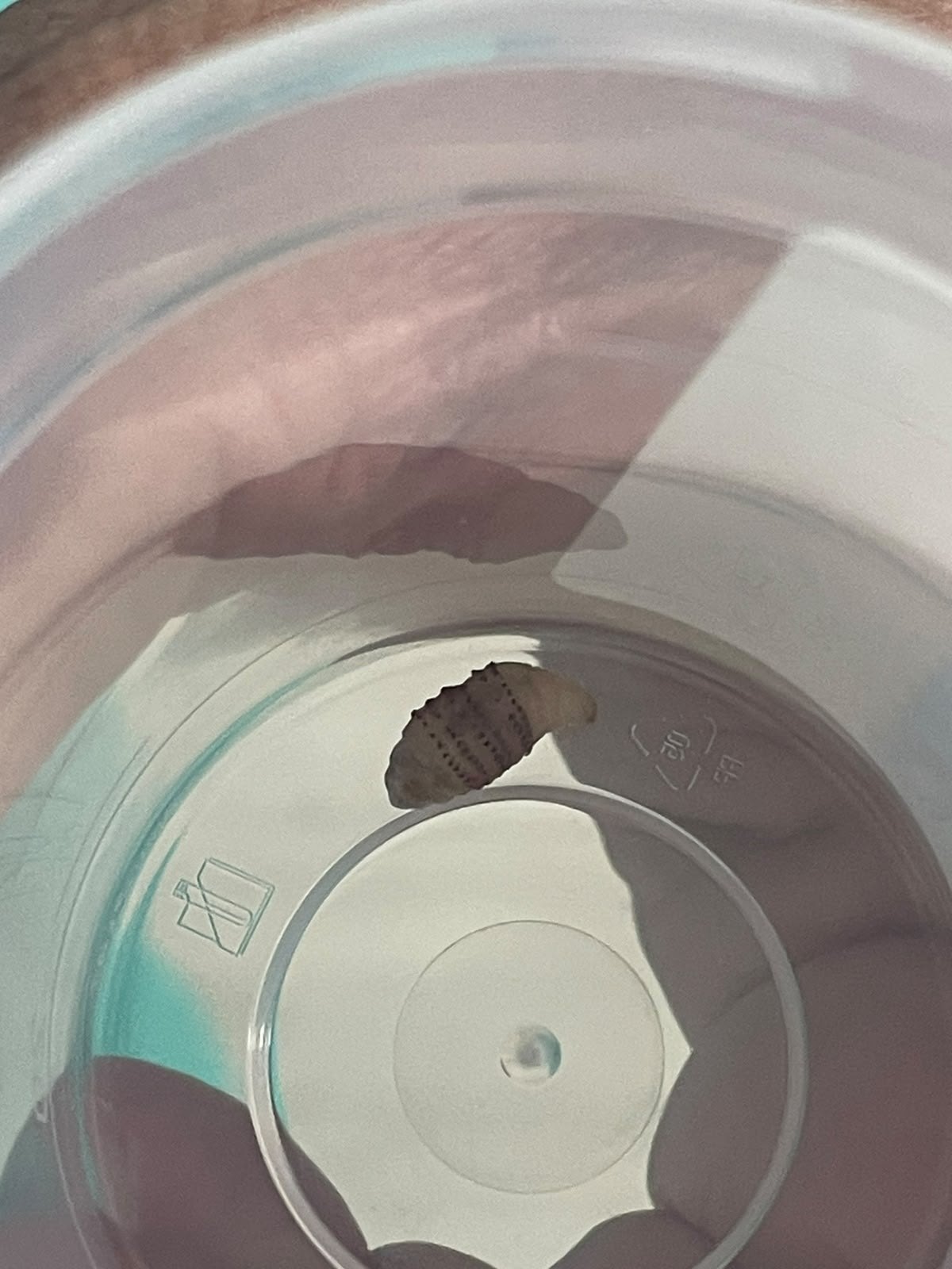 Miasis Cutánea ( Larva )